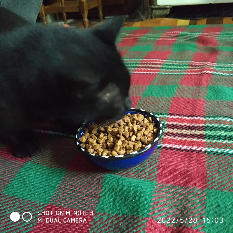 King Plus Cat Kuzulu Yetişkin Kedi Maması 15 Kg
