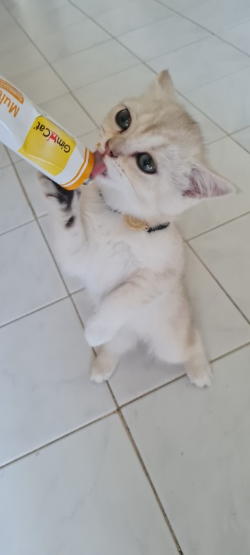 Gimcat Multivitamin 100gr