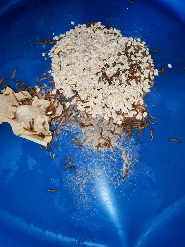 Turkuaz Unkurdu 50 gr