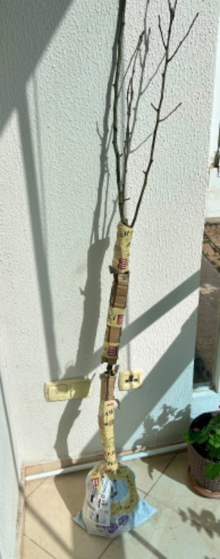 Limon Armut 3 Yaş Aşılı Tüplü