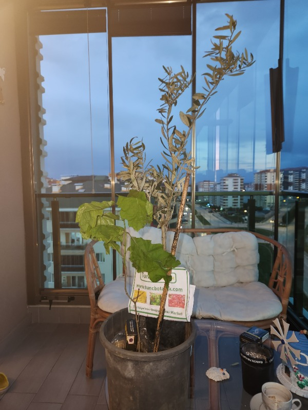 Trilye (Gemlik) Zeytin Fidanı 1 Adet