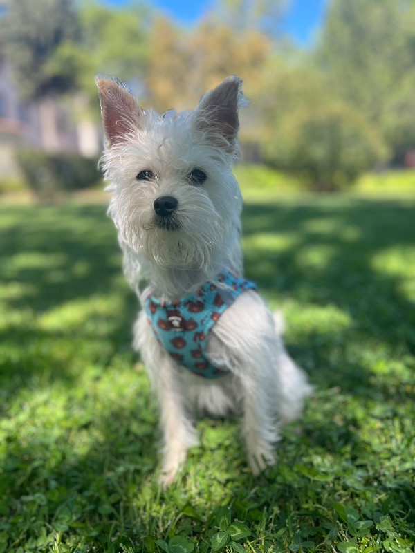 Pawstar Air-Mesh Bears Köpek Göğüs Tasması