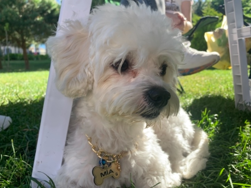 Altınceylan Köpek İsim Künyesi