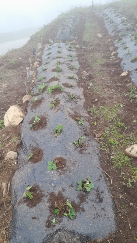 Bkr Çilek Malç Naylonu 110 cm 50 Mt(Deliksiz)