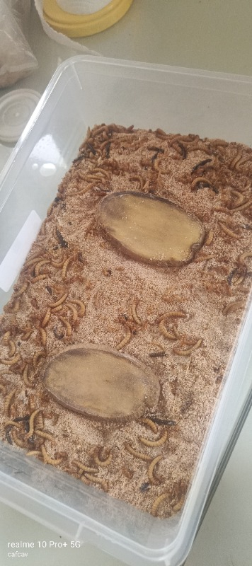 Turkuaz Unkurdu 50 gr