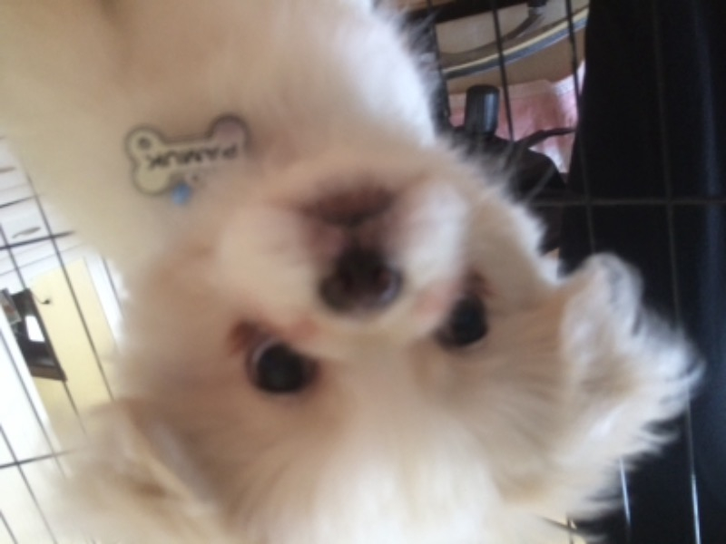 Altınceylan Köpek İsim Künyesi