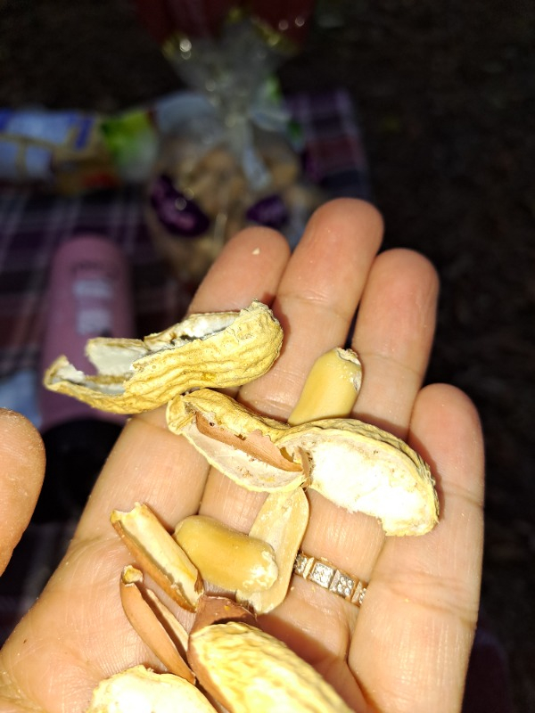 Tuğba Kuruyemiş Kabuklu Fıstık 500 gr