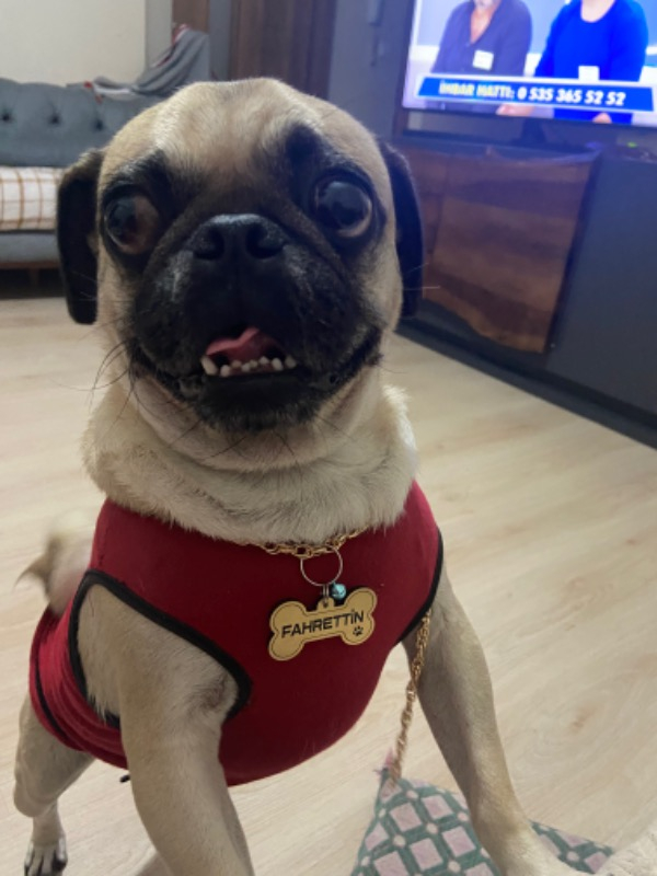 Altınceylan Köpek İsim Künyesi
