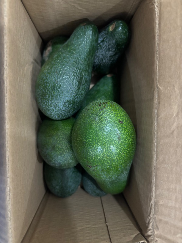 AVOKADO 1 KG TAZE HASAT