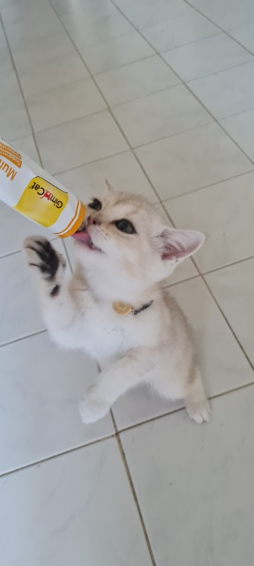 Gimcat Multivitamin 100gr