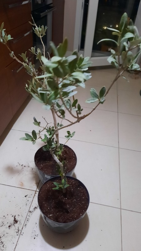 Trilye (Gemlik) Zeytin Fidanı 2 Adet