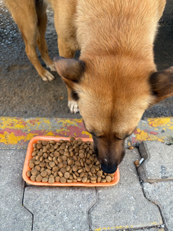 King Biftekli Yetişkin Köpek Maması 15 Kg