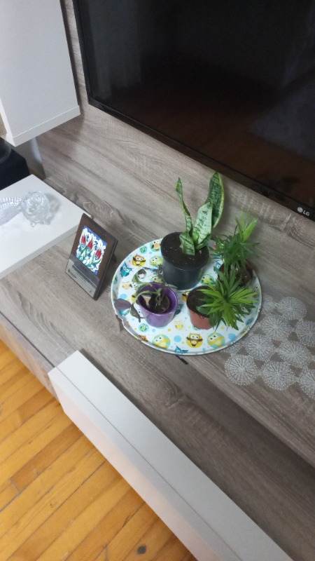 Palmiye Chamaedorea Elegans Dağ Palmiyesi Mini Boy