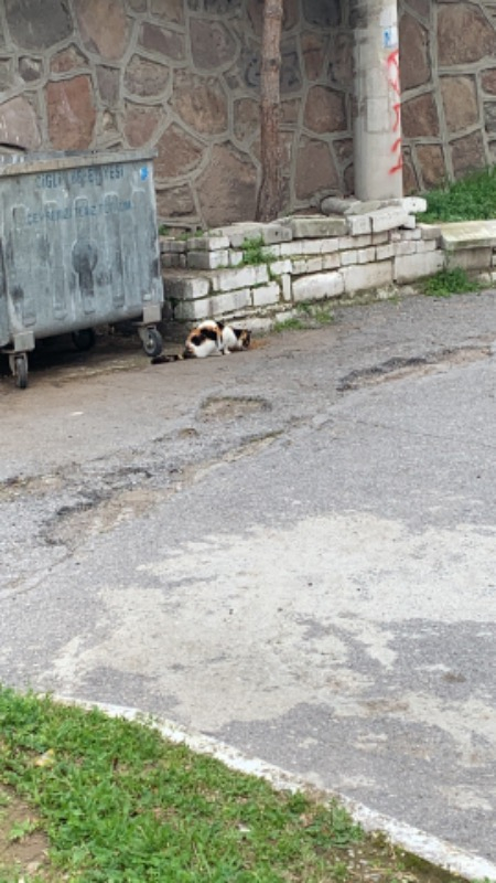 King Plus Cat Kuzulu Yetişkin Kedi Maması 15 Kg