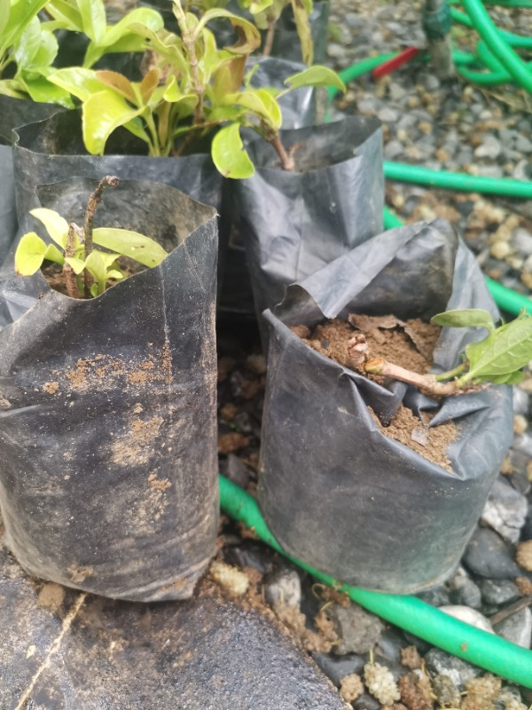 Kartopu Fidanı Viburnum 70x100 cm