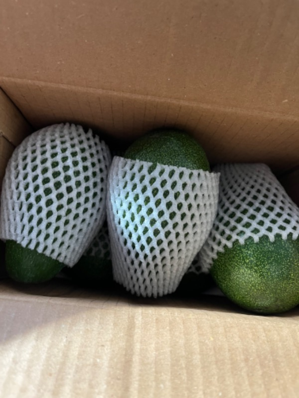 Tropikar Avokado