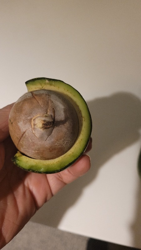 AVOKADO 1 KG TAZE HASAT