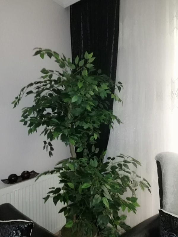 Nettenevime Yapay Ağaç Benjamin Iki Katlı Doğal Görünüm