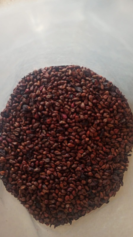 Aktar Diyarı Üzüm Çekirdeği Dökme 1 Kg