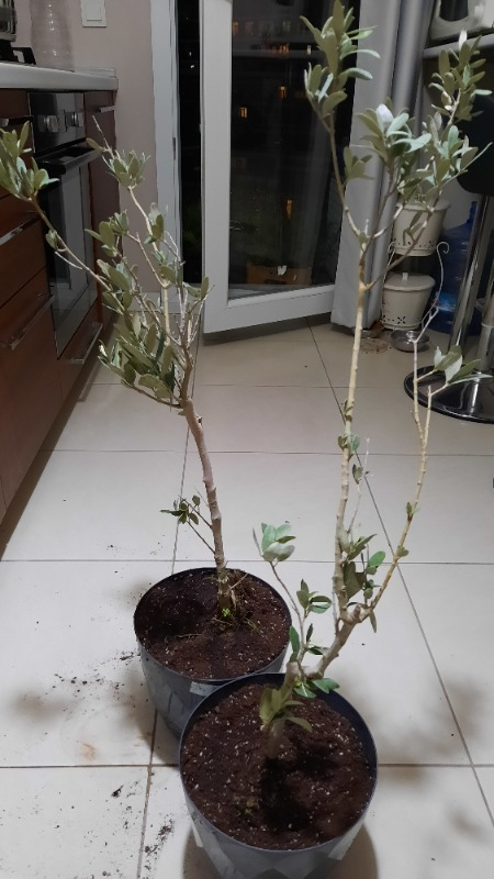 Trilye (Gemlik) Zeytin Fidanı 2 Adet