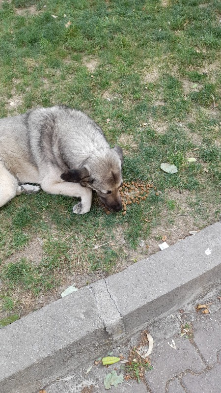 King Plus Beef Dog Biftekli Yetişkin Köpek Maması 15 Kg