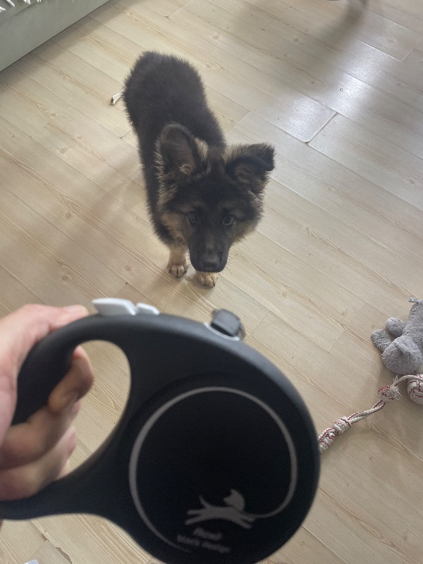 Flexi Siyah Seri Large 5 Mt Şerit Otomatik Tasma Siyah