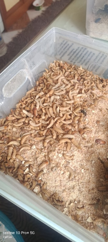 Turkuaz Unkurdu 50 gr