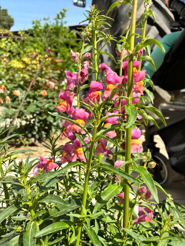 iPhone 16e 128GB Beyaz