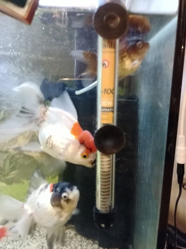Atlantik Akvaryum Isıtıcı 100 Watt 25 cm