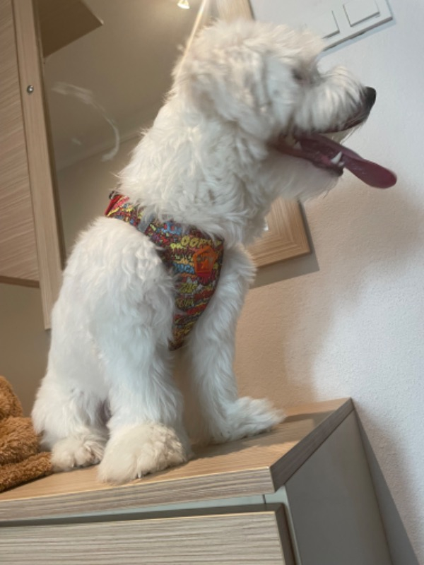 Pawstar Air-Mesh Wow Köpek Göğüs Tasması
