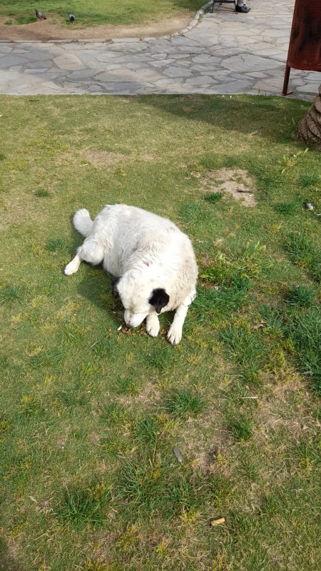 King Plus Beef Dog Biftekli Yetişkin Köpek Maması 15 Kg