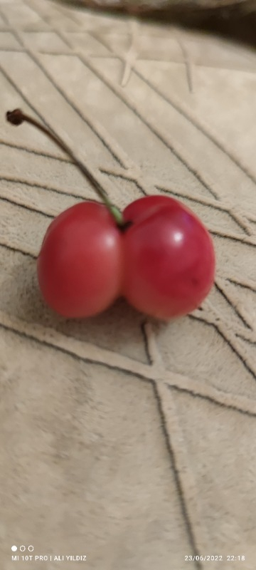 Softbio Masaj Yağı Vanilya 1lt