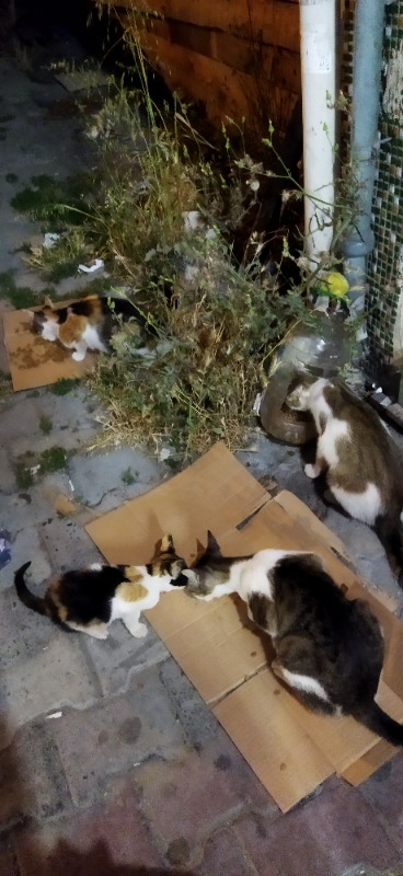 King Plus Cat Kuzulu Yetişkin Kedi Maması 15 Kg