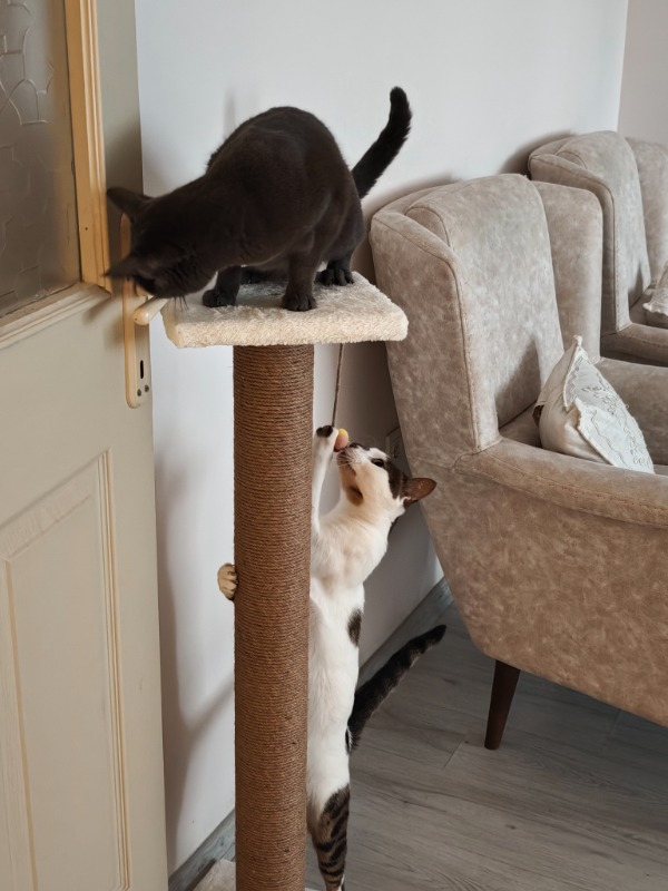 visual-comment-img
