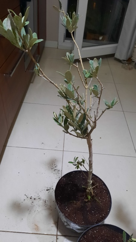 Trilye (Gemlik) Zeytin Fidanı 2 Adet