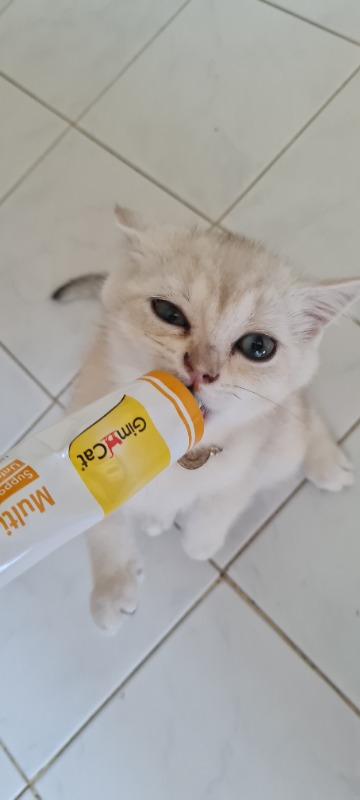 Gimcat Multivitamin 100gr