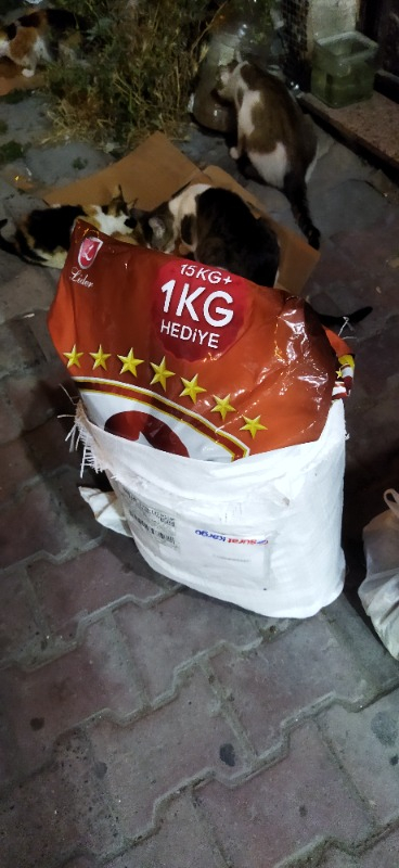 King Plus Cat Kuzulu Yetişkin Kedi Maması 15 Kg