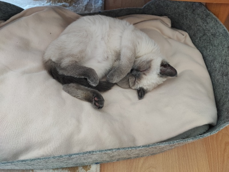 Bundera Zeus Kedi Yatağı Gri