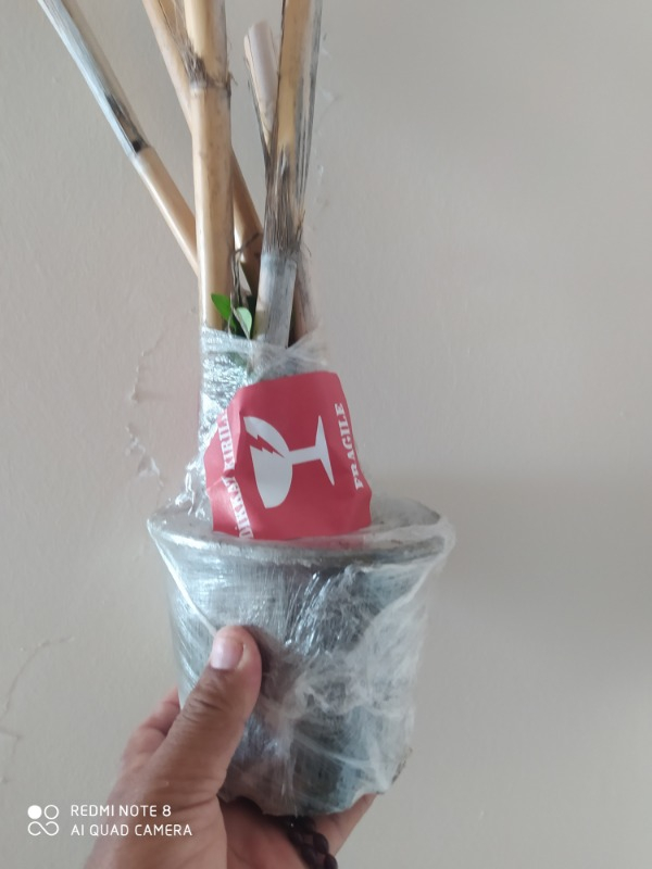 Fidancıyız Tüplü Ihlamur Ağacı Fidanı