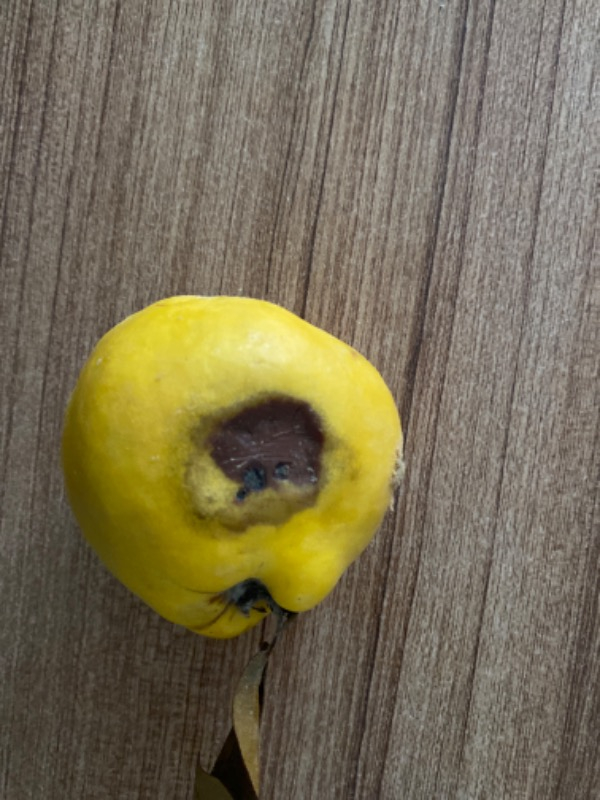 Ayva (1 kg )