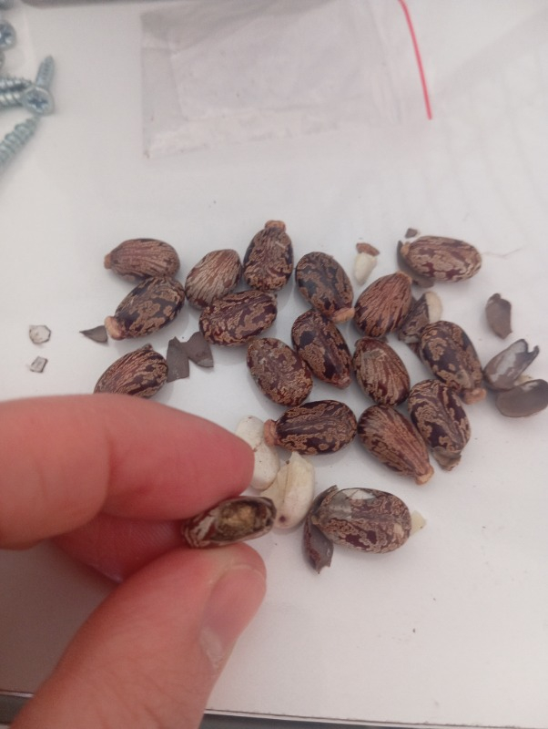 Reyon Kene (Hint Yağı) Çiçeği Tohumu 1 Paket (5 Adet)
