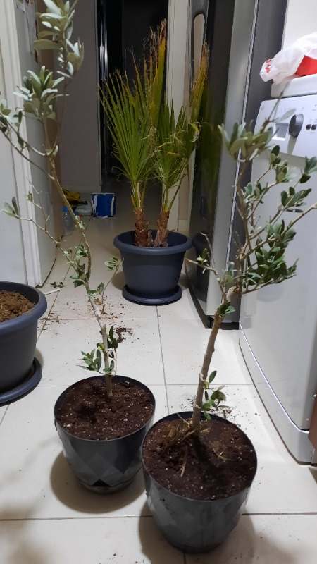 Trilye (Gemlik) Zeytin Fidanı 2 Adet