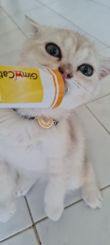 Gimcat Multivitamin 100gr
