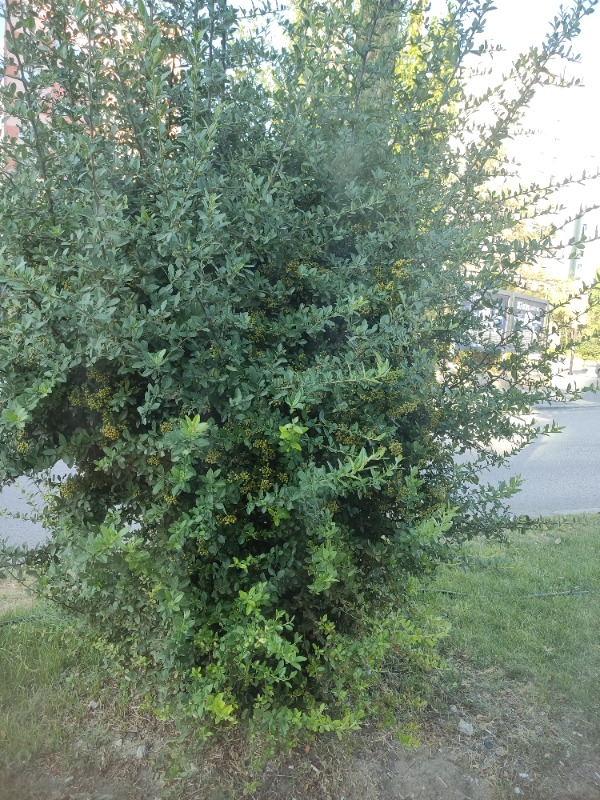 visual-comment-img