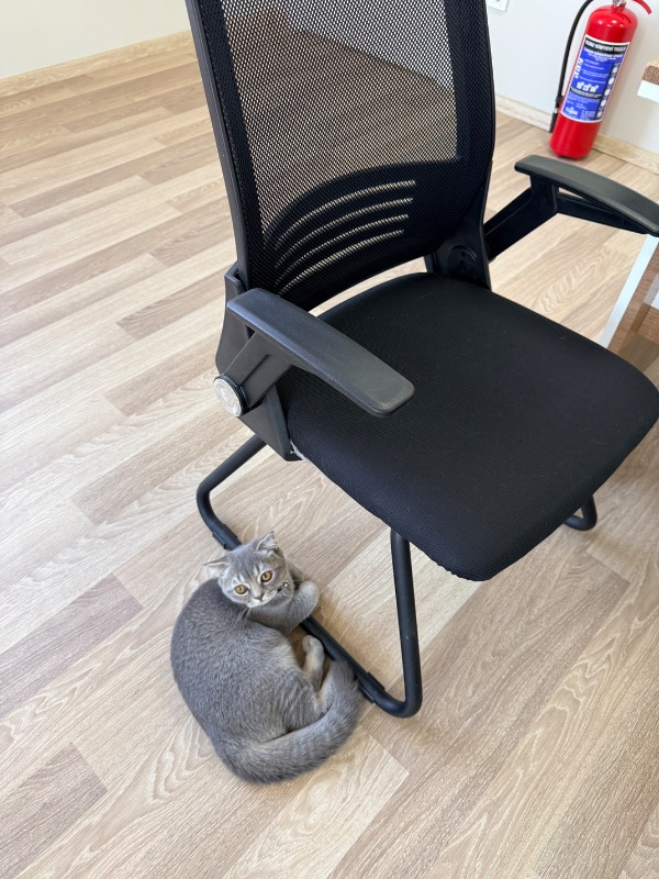 Repel Cat Stopper Kedi Uzaklaştırıcı Sprey 400 ml