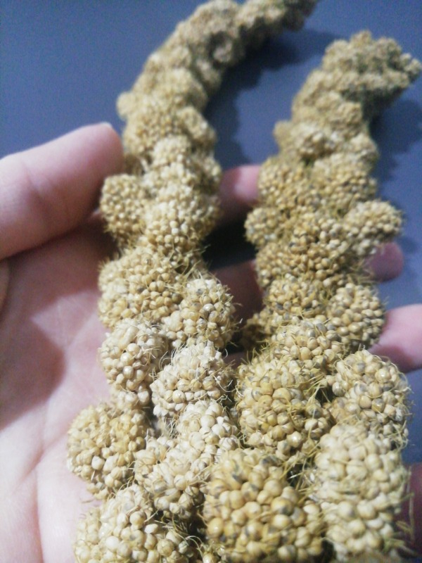 Jungle Doğal Dal Darı 5 Li Paket