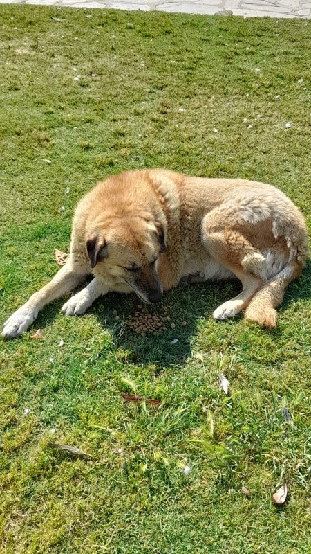 King Plus Beef Dog Biftekli Yetişkin Köpek Maması 15 Kg