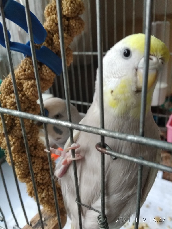 Jungle Doğal Dal Darı 5 Li Paket