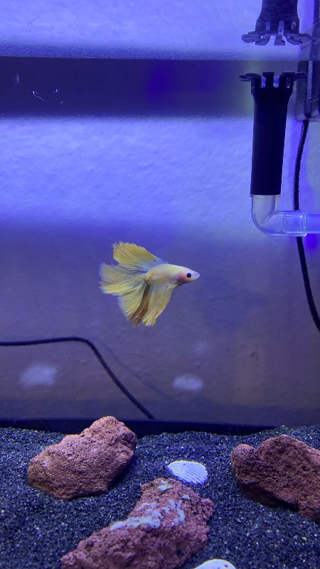 Atlantik Akvaryum Isıtıcı 100 Watt 25 cm