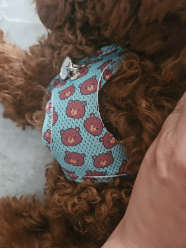 Pawstar Airmesh Bears Göğüs Tasması
